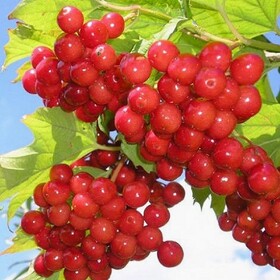 
                https://content.gdesemena.ru/images/catalog/62232_f2a4937ca02ba38291801a6cce0d1d0e72afba60084c479d3b91acb4541cb949.jpg
