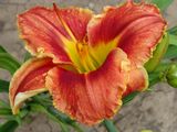 
                https://content.gdesemena.ru/images/catalog/62257_65f34f89ff2286a95f55965e6ba1df637940b0d72c613c96caa4d925d4e4b11b.jpg
