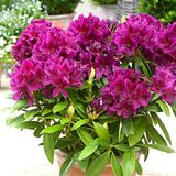 
                https://content.gdesemena.ru/images/catalog/62409_1c270397595fe21b74ba9f202958160812c22069632ab618843b8e5be9913484.jpg
