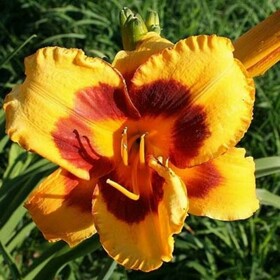 
                https://content.gdesemena.ru/images/catalog/62457_5f754c28548778df6b6bb01e1f12b2247f9474192b56ceb0f44ab06df42b3933.jpg
