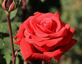 
                https://content.gdesemena.ru/images/catalog/62838_5863c082ffc4c6beebf9309cdd555bdc0423ad053fface063e015e46e15806e7.jpg
