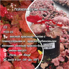
                https://content.gdesemena.ru/images/catalog/62980_c0589880df0c034cca86daa4a80471f114ef936a6f4613706aed88974397318d.jpg
