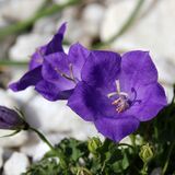 
                https://content.gdesemena.ru/images/catalog/63539_13581bdefe530e2abb208e37fa6bd0a2f14a7ba39f9a493b901a606cfb4e3667.jpg
