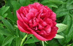 
                https://content.gdesemena.ru/images/catalog/64012_f4f80164b865783394e9d38a6f6591953bee3996114f6683fe9a1311095d5583.jpg
