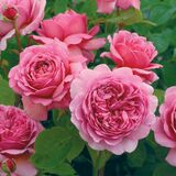 
                https://content.gdesemena.ru/images/catalog/64033_57750318034d37fdc55005d11492bb810bb6a370f04800a870dd565693a8995f.jpg

