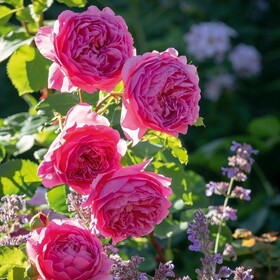 
                https://content.gdesemena.ru/images/catalog/64033_91bc8623713063999990bee4d95e487af2cb7632a6b899ae230fb0f0fc305301.jpg
