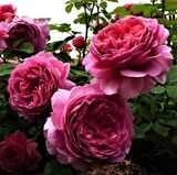 
                https://content.gdesemena.ru/images/catalog/64033_f0d6388e489393d5873d1775737946f3c0c80fdaa1c560049fc639bbc237483d.jpg
