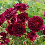 
                https://content.gdesemena.ru/images/catalog/64034_411ef5e86b3b6836c030472928945f013e76fc77b18d9b4524a2f5b03ed574ea.jpg
