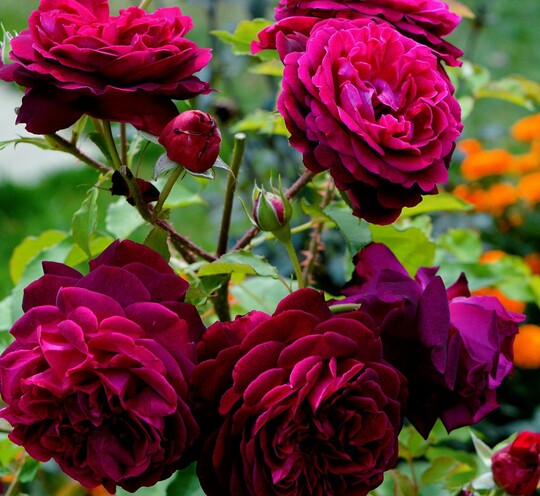 
                https://content.gdesemena.ru/images/catalog/64034_a9372235a543c248ae4d3f4c6a7c469b64268caa05ab261088b45c23d0b0027c.jpg
