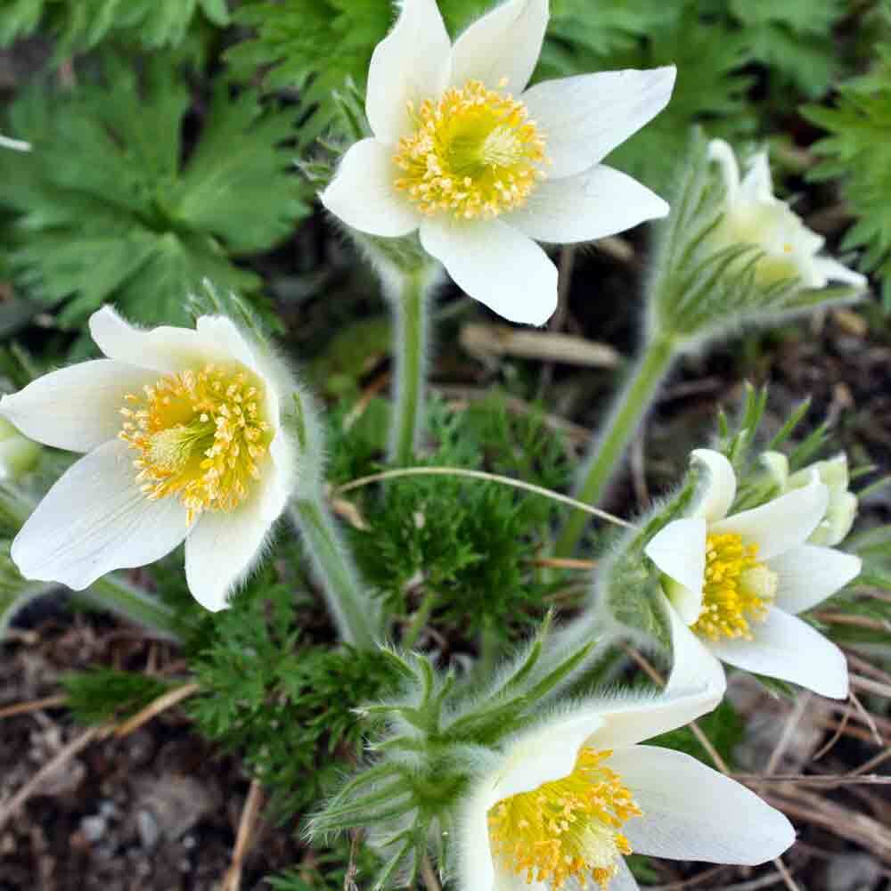 Пульсатилла Купить