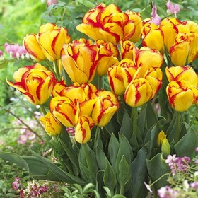 
                https://content.gdesemena.ru/images/catalog/64510_d53d2ab33f0faba07645e780dadda3cf2e0141166aff092dc71790a1fdcad892.jpg
