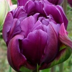 
                https://content.gdesemena.ru/images/catalog/64517_ad7a30076902d6a51cb6816d786bd14f50eda8650198f06befdbdce00c2c73be.jpg

