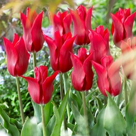 
                https://content.gdesemena.ru/images/catalog/64523_fe1e8b0f48f277dc9a4bddbc862a69aedf022297b62fcc0d0a11ef7e4429a636.jpg
