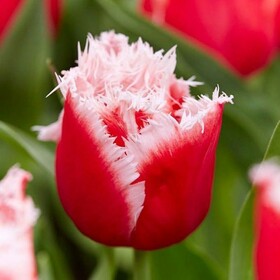 
                https://content.gdesemena.ru/images/catalog/64554_afb9240b97f572f8a5c7ee6a6c080f46f3af758a0d68255fc80447b6d8c38b1e.jpg
