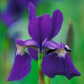 
                https://content.gdesemena.ru/images/catalog/64612_c51a03510f37477917c46caa123f4d26e60153eabcee802ba886349b7d94511b.jpg
