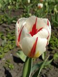 
                https://content.gdesemena.ru/images/catalog/64619_560a44437949d891d94b78627514094836125d4c841198ebcbc67c38bfb7b23e.jpg
