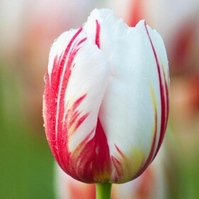 
                https://content.gdesemena.ru/images/catalog/64619_abcca46de65395cf3db4b4fd725b8078eb19664aa251059a7daa11ad4e7865c0.jpg
