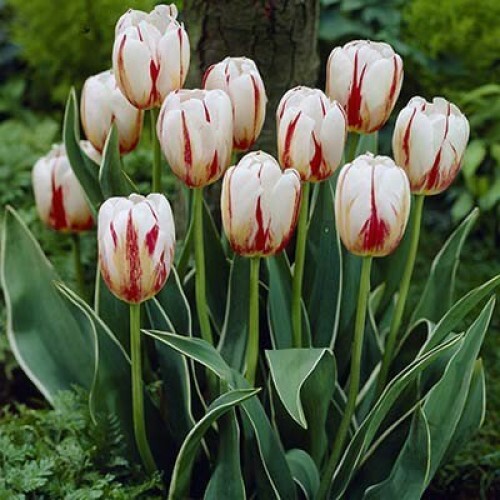 
                https://content.gdesemena.ru/images/catalog/64619_f7520bb3d39a1b2b8435aea42d41a17ef2198248e52e2855d94e57854d79c82f.jpg
