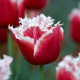 
                https://content.gdesemena.ru/images/catalog/64685_cf6d95e66f95eb80b9eaec3e556816598f8097c41dbcb8befd963f2f91b755ec.jpg
