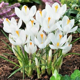 
                https://content.gdesemena.ru/images/catalog/64713_0698925e363f061c0c933176b186ad69ec7f984043f0ef043bf1d2f9780a8da9.jpg
