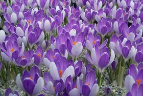 
                https://content.gdesemena.ru/images/catalog/64714_673143c5b671f791b4608a74989976355dd17f9e3596cea416814546eb578654.jpg
