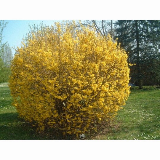 
                https://content.gdesemena.ru/images/catalog/64803_cc8390813d255e7e9e198b7d85554f4d06593532c3f21a8867745799b6154717.jpg
