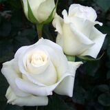 
                https://content.gdesemena.ru/images/catalog/64927_42e4aded6da21201881e5011fd49f07165f8cad89065f7754f957fce2a94c2cd.jpg
