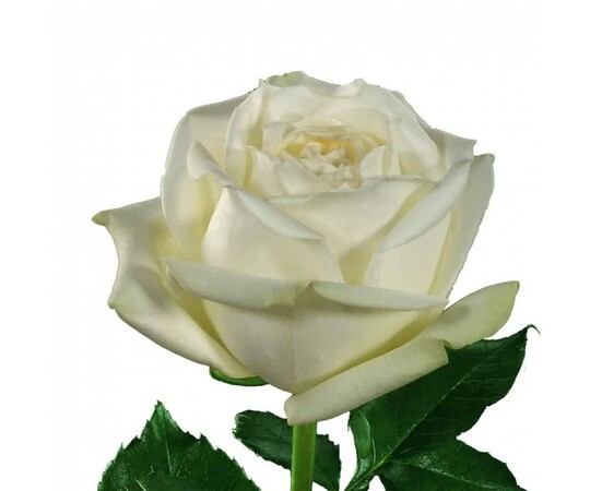 
                https://content.gdesemena.ru/images/catalog/64927_c3647abdc69020164ef06dd476863307f78d1c69a85c1e6ad804979bc6a47928.jpg
