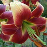 
                https://content.gdesemena.ru/images/catalog/67341_2537f6a04824205a90c46fb05956ce235d326dc6d4432416e63c75738b68ab4c.jpg
