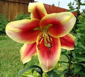 
                https://content.gdesemena.ru/images/catalog/67341_6ee3ab658eaf0db281ece2a8d78b93a001490cecee54f1d51072860b5074fb75.jpg
