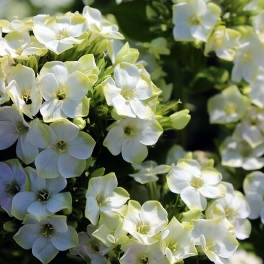 
                https://content.gdesemena.ru/images/catalog/67455_298612dd96428f661c03512259d16d2151101f27efdc31558e90d117dfcf9a47.jpg
