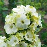 
                https://content.gdesemena.ru/images/catalog/67455_ade14f43cddbecc1f2b60649bea3b5dc2b203759cc3018f8cf732cdb629b45dc.jpg

