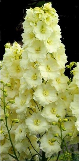 
                https://content.gdesemena.ru/images/catalog/67553_ced7c38473d278396858d80a1fd87f985ee798ec66567c0d47dd13f71e70d741.jpg
