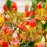 
                https://content.gdesemena.ru/images/catalog/67605_74b07d1679da0b5f0d3bf98d5b4d365a3bac17e0d531ca13a52b3e0edd721d8a.jpg
