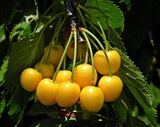 
                https://content.gdesemena.ru/images/catalog/67920_57678f0ff5361b1d0793f034a3f7d02441274464cf089e9221ea254c34dd15fa.jpg
