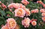 
                https://content.gdesemena.ru/images/catalog/68031_39ab62b9461bcc5a5175e6e02deeca6798196dc359a0177ccdda78ac0ee04506.jpg
