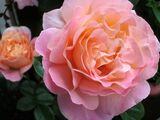 
                https://content.gdesemena.ru/images/catalog/68057_9e0d4d3124b4d6bb4a50028d8eacbb699e1e88e76c09f8424cae3e7c96c89c0b.jpg
