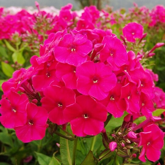 
                https://content.gdesemena.ru/images/catalog/68312_56eb0342261e37cd3a7b78eea3f30d54c3416327d54073e86ef95cc1657d8379.jpg
