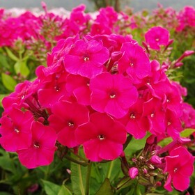 
                https://content.gdesemena.ru/images/catalog/68312_56eb0342261e37cd3a7b78eea3f30d54c3416327d54073e86ef95cc1657d8379.jpg
