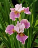 
                https://content.gdesemena.ru/images/catalog/68355_cffe0caf49b4b504dd6537e5fda44dc9de79624e9c427b28172af2adb9f0a236.jpg
