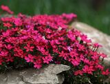 
                https://content.gdesemena.ru/images/catalog/68387_20fae95b33f9d729fe372f1c45333122b8c86892a3f1a7d1b29a338573588956.jpg
