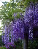 
                https://content.gdesemena.ru/images/catalog/68575_b82f8b8a73f3a914fe51118ee86019a88551e13383cb72ad60b8b12570fb2547.jpg

