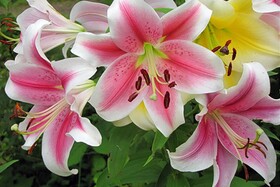 
                https://content.gdesemena.ru/images/catalog/68624_23bbee8cf01cb82e187bc0a720128929eab7a2f14ad339acda77e8924ff2ceb4.jpg
