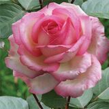 
                https://content.gdesemena.ru/images/catalog/68705_05165342c93c6b25667c6da53c5463448641bc79a320d04c3e625e101ca525aa.jpg

