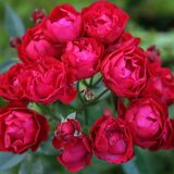 
                https://content.gdesemena.ru/images/catalog/68816_1c28b8516709deeadd6211442e0054f055a34a96ec5e21c8d48954011b36709e.jpg
