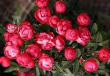 
                https://content.gdesemena.ru/images/catalog/68818_536e56edc068939f5e102b1fdebd0e6d44790267664e23854daae72ff2d1cf39.jpg
