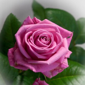 
                https://content.gdesemena.ru/images/catalog/68830_d431488fd5cb476b368edbbd183a345daa2671358e579770ec7bd3f79870f942.jpg
