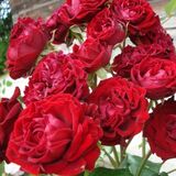 
                https://content.gdesemena.ru/images/catalog/68832_379ce6c0d867f8cb49b569baed0a2bf33d7649167320d24840a3aa09ccacaa4f.jpg
