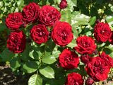 
                https://content.gdesemena.ru/images/catalog/68832_591782780501266f612db39b931585240952bb1ab8f0feb98ef2af8c5a2506f9.jpg
