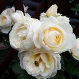 
                https://content.gdesemena.ru/images/catalog/68841_67757bc068463e5b23f27cfb3b8b1c85f92dba40d280086dd35238c4898127ae.jpg
